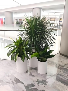 鄞州植物租赁方案 鄞州植物租赁方案